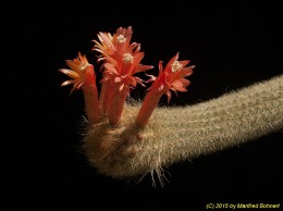 Borzicactus isocagonus 621
